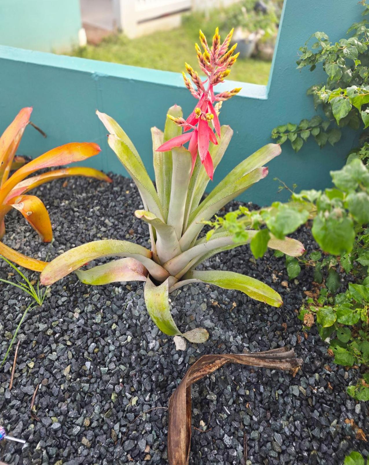 Casa Palmera Vega Baja Zewnętrze zdjęcie